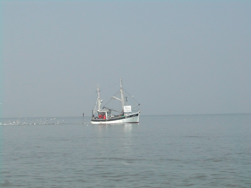 Garnalenvisser op het Duitse wad