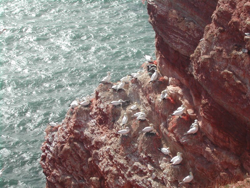 Helgoland: rode klifkust