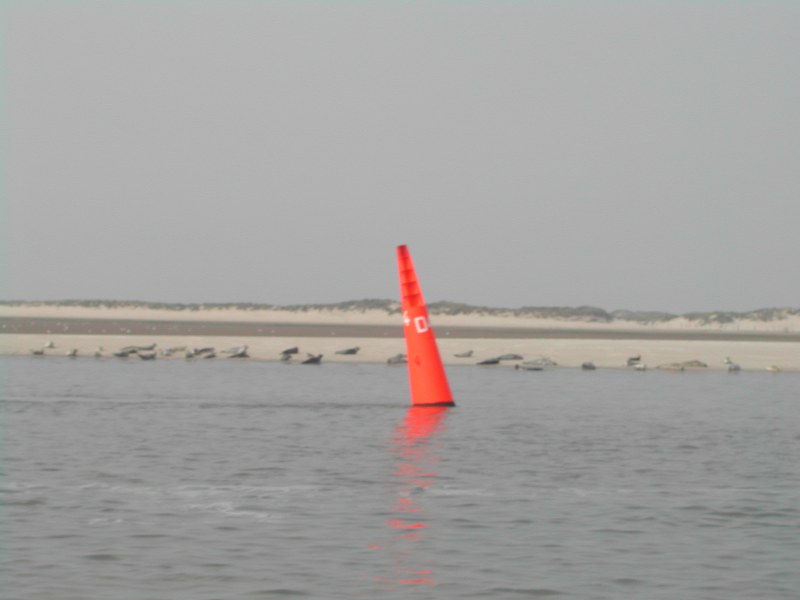 Zeehonden nabij het Busetief